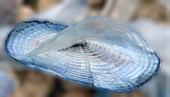 Velella