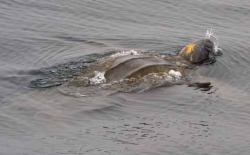 Leatherback Turtle