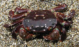 Purple Shore Crab