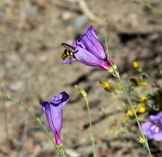 Hornet on Foothill Penstemon